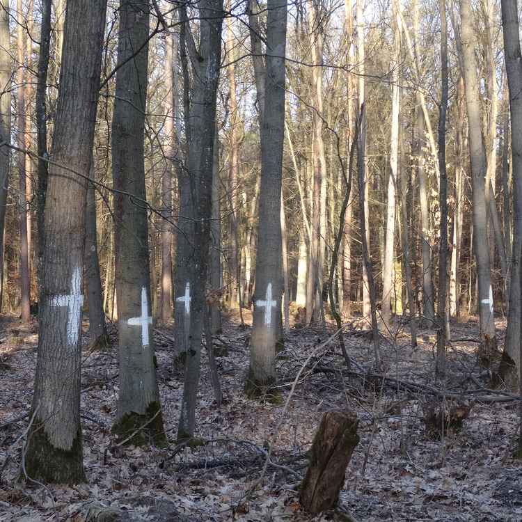 Waldsterben