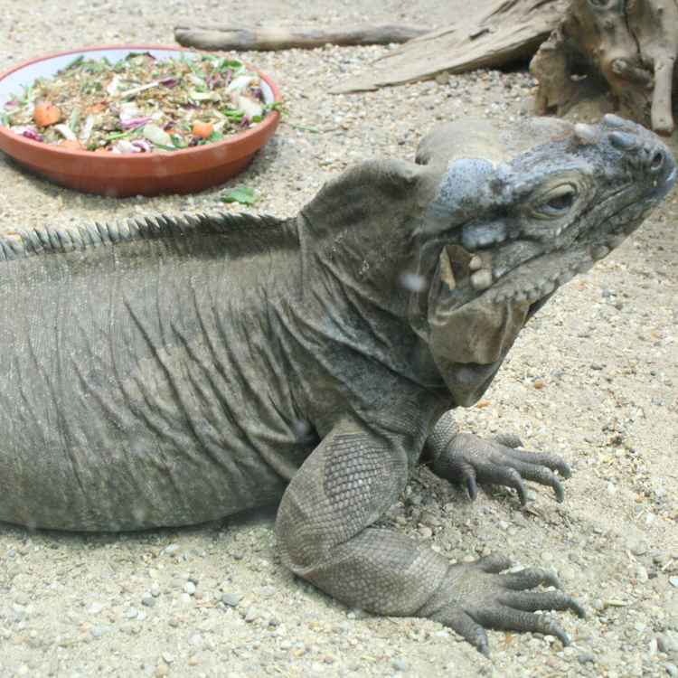 Leguan
