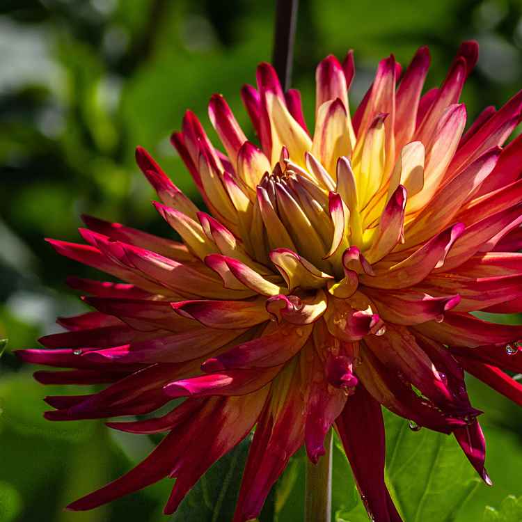 Dahlie auf der Insel Mainau