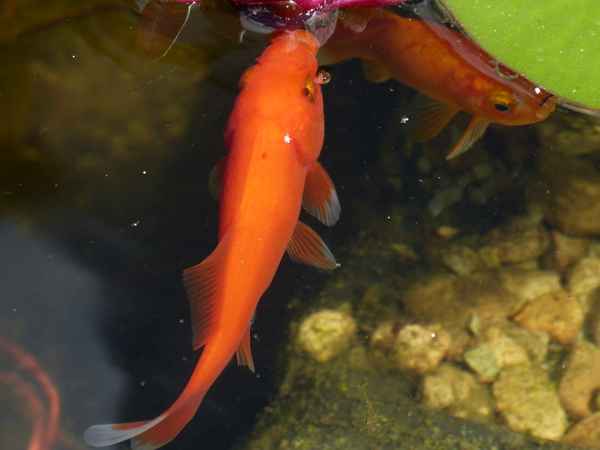 Komet