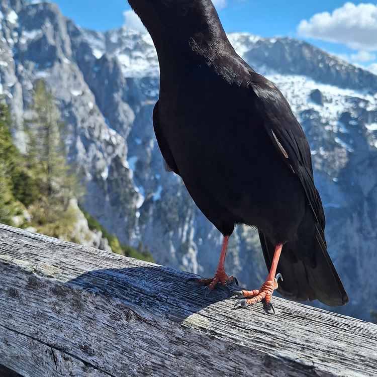 Alpendohle, Pyrrhocorax graculus