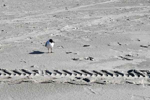 M&ouml;we am Strand