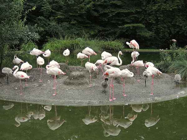 Flamingo Kolonie