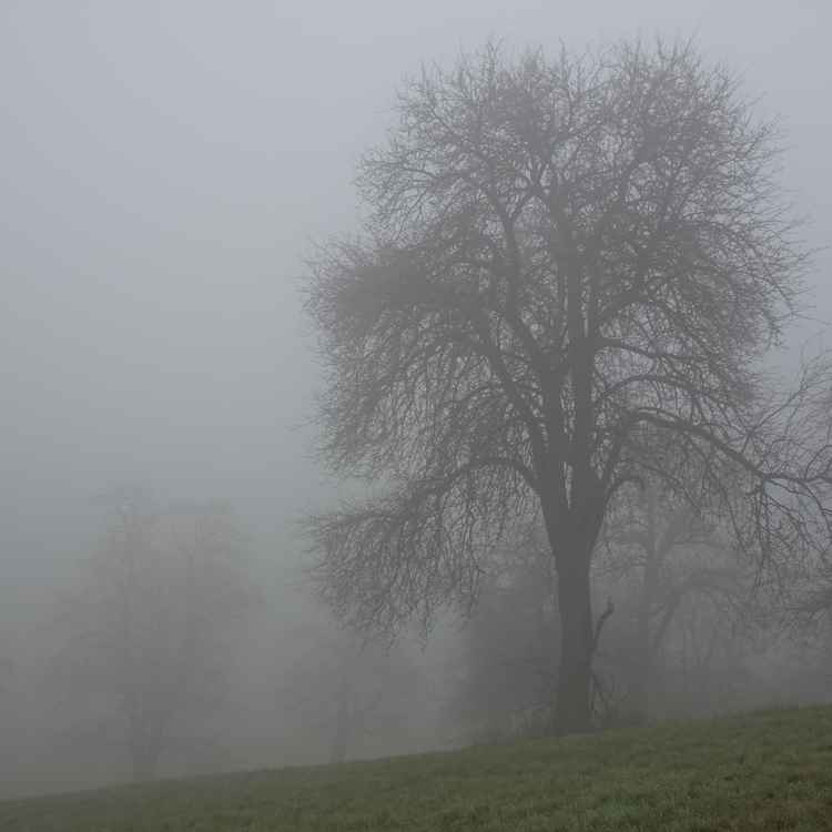 Kahl gewordene Bäume im Nebel