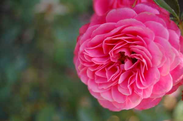 Lieblich