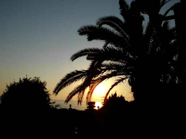 Palme im Sonnenuntergang