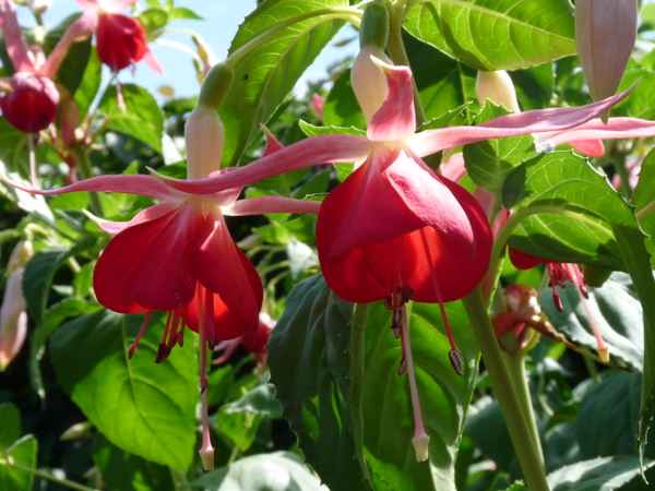 Fuchsien 2