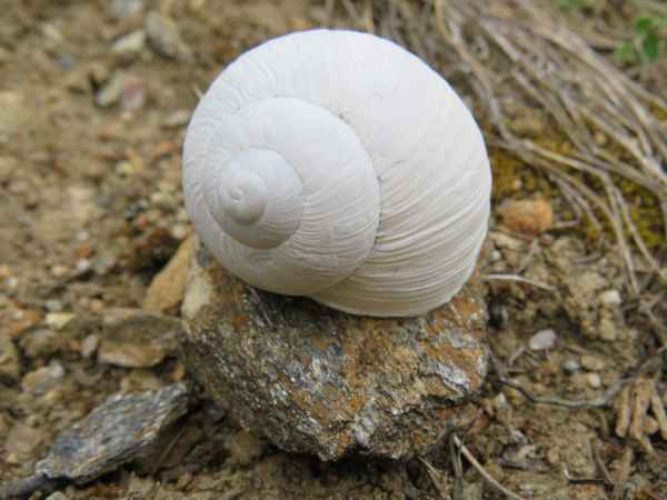 Das weiße Schneckenhaus