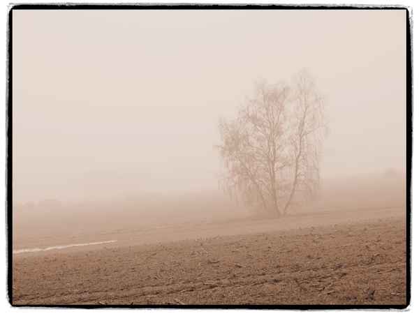 nebel in den feldern 4