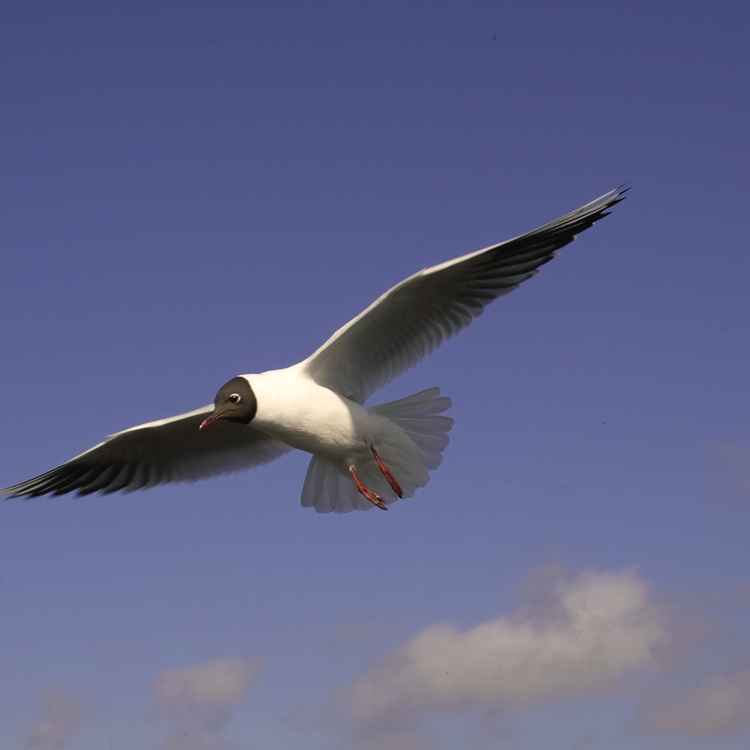 Möwe (4)