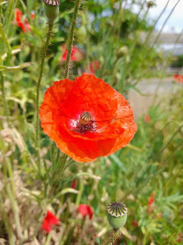 Herrliche Rote Farbe!