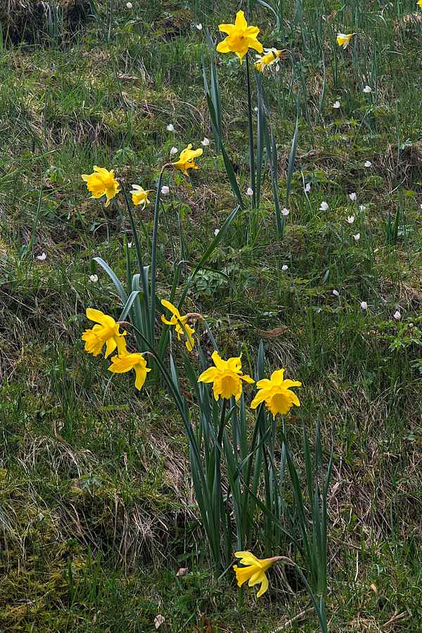 Ostern
