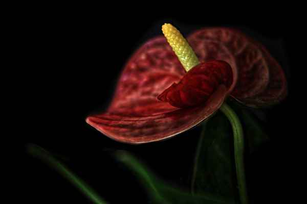 Anthurium
