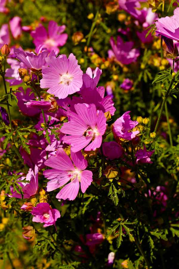 Die Blumen locken die Bienen