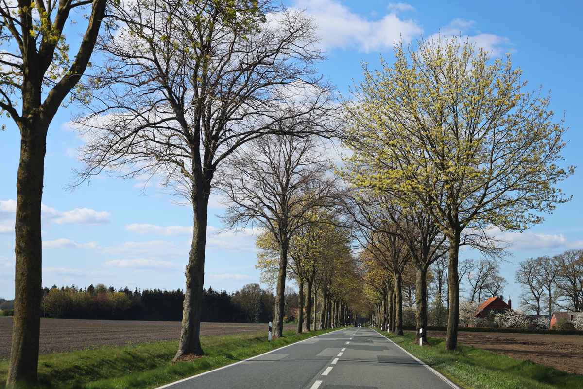 die bäume schlagen aus