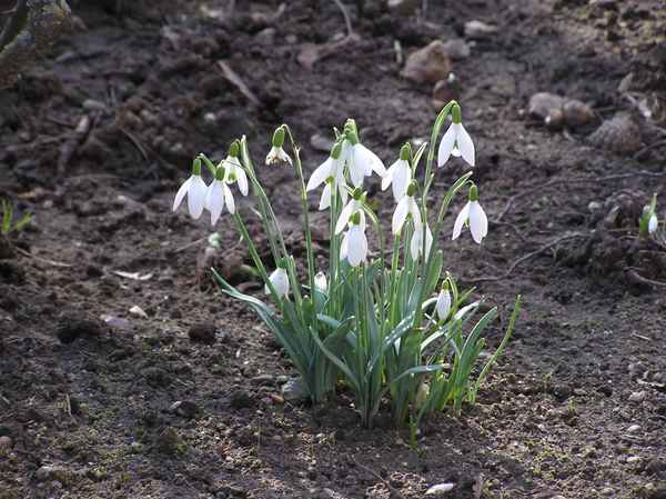 Schneeglöckchen - Ein Frühlingsgruß