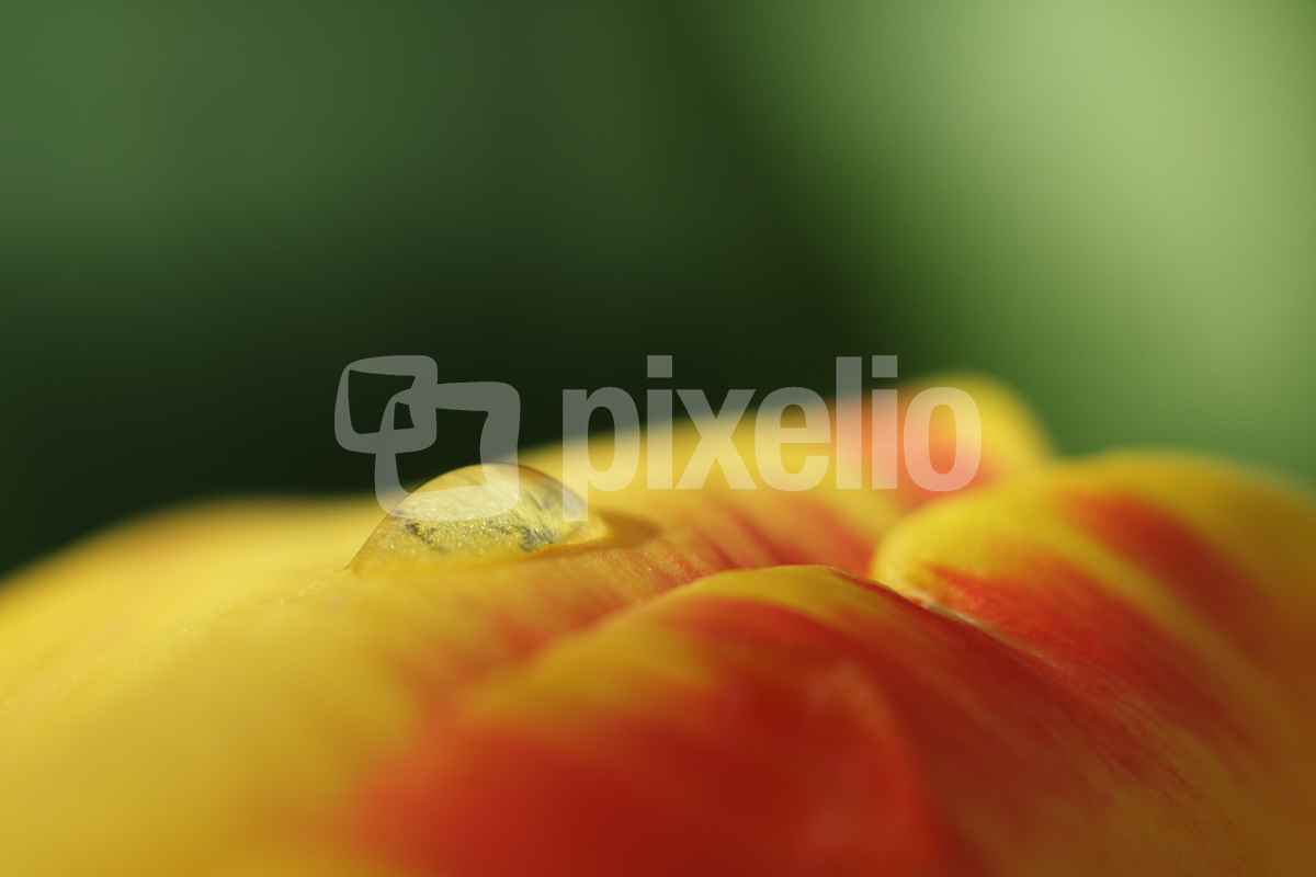 Tulpe nach dem Aprilschnee