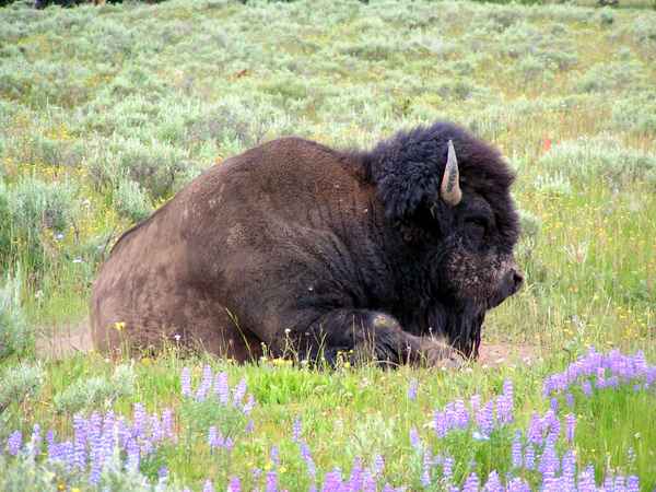 Bison 3