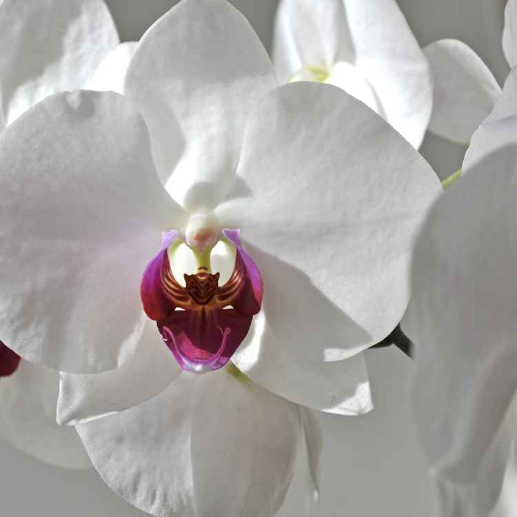 weiße Orchideen