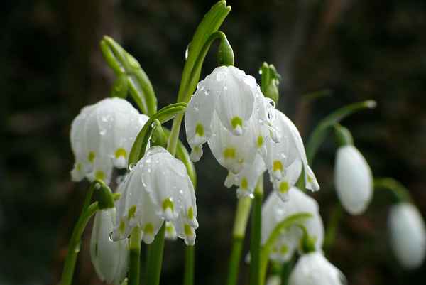 Großes Schneeglöckchen