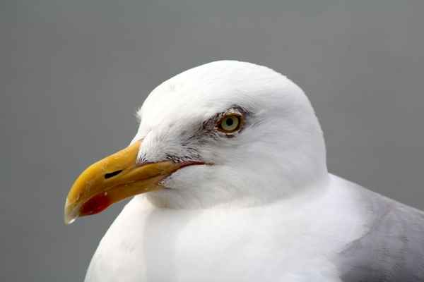 Silbermöwe (Larus argentatus)