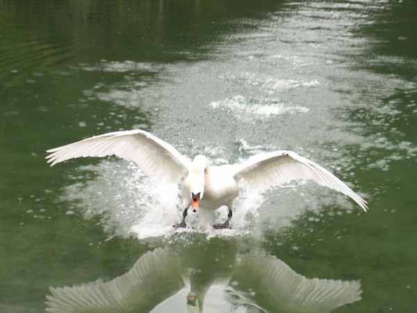 Attackeee!!!