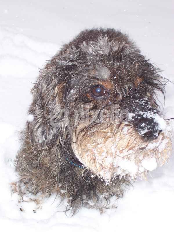 Lumpie liebt den Schnee