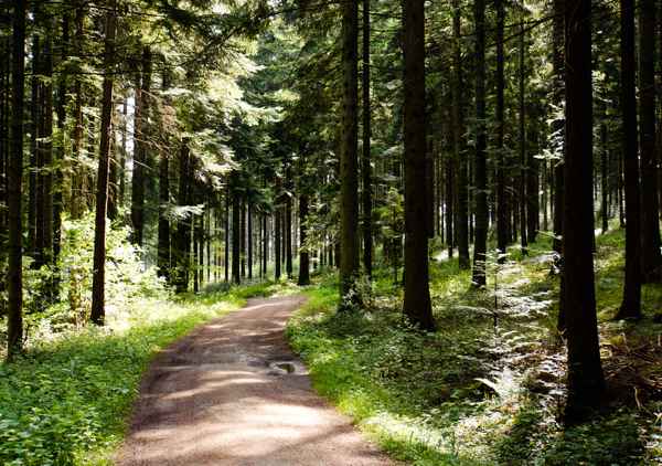 Schwarzwald-Wanderung