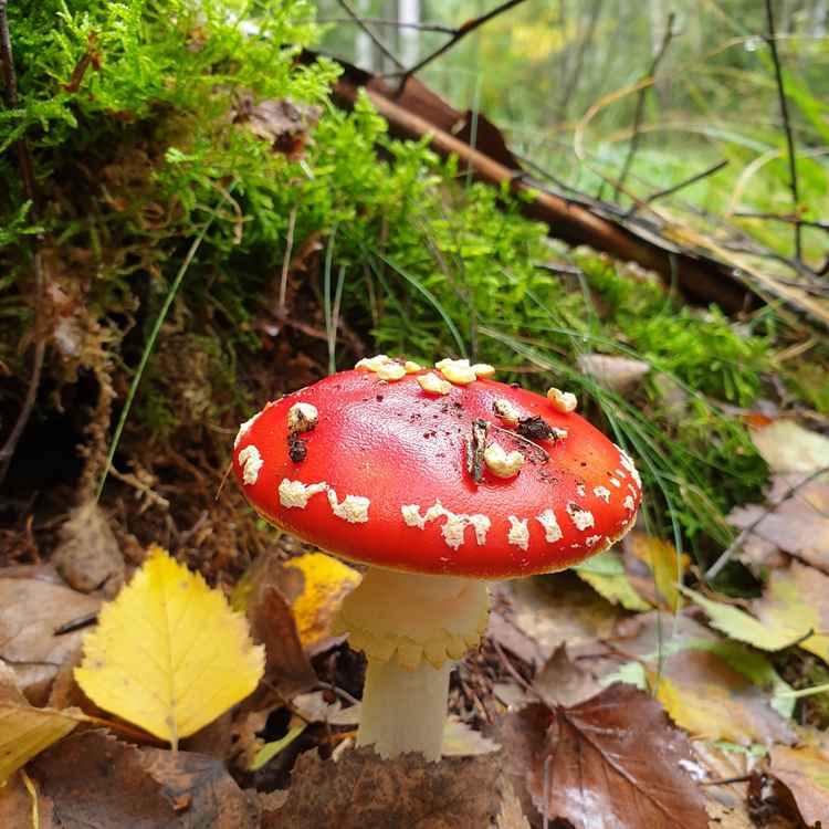 Ein Fliegenpilz, der nicht fliegen kann.