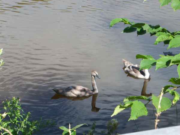Junger Schwan im See