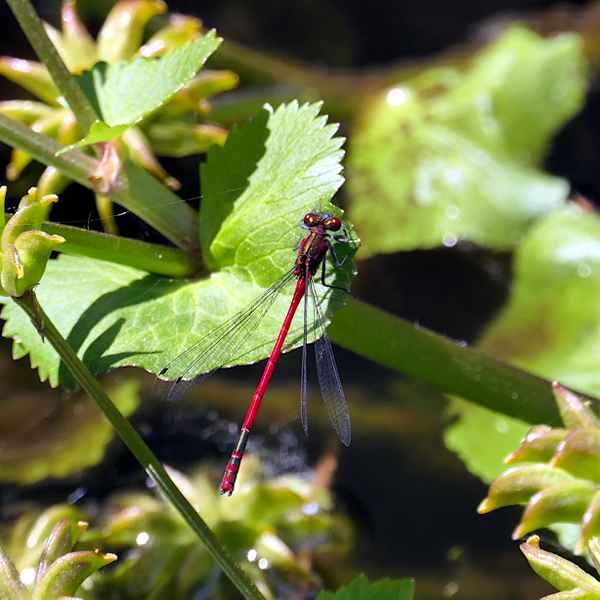 Libelle