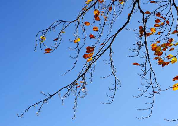 Herbstblätter im Wind