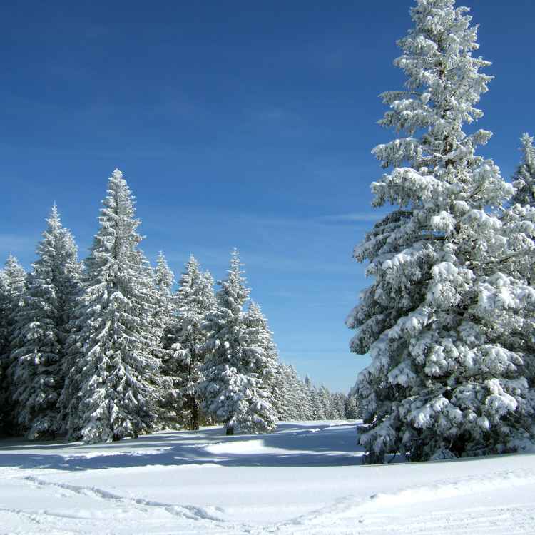 Verschneite Tannen unter blauem Himmel_5