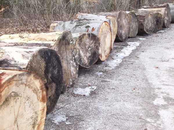 Holz am Weg