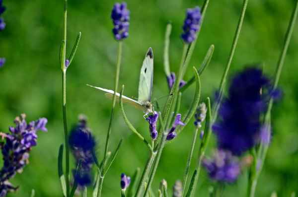 Weißling auf Lavendel 2