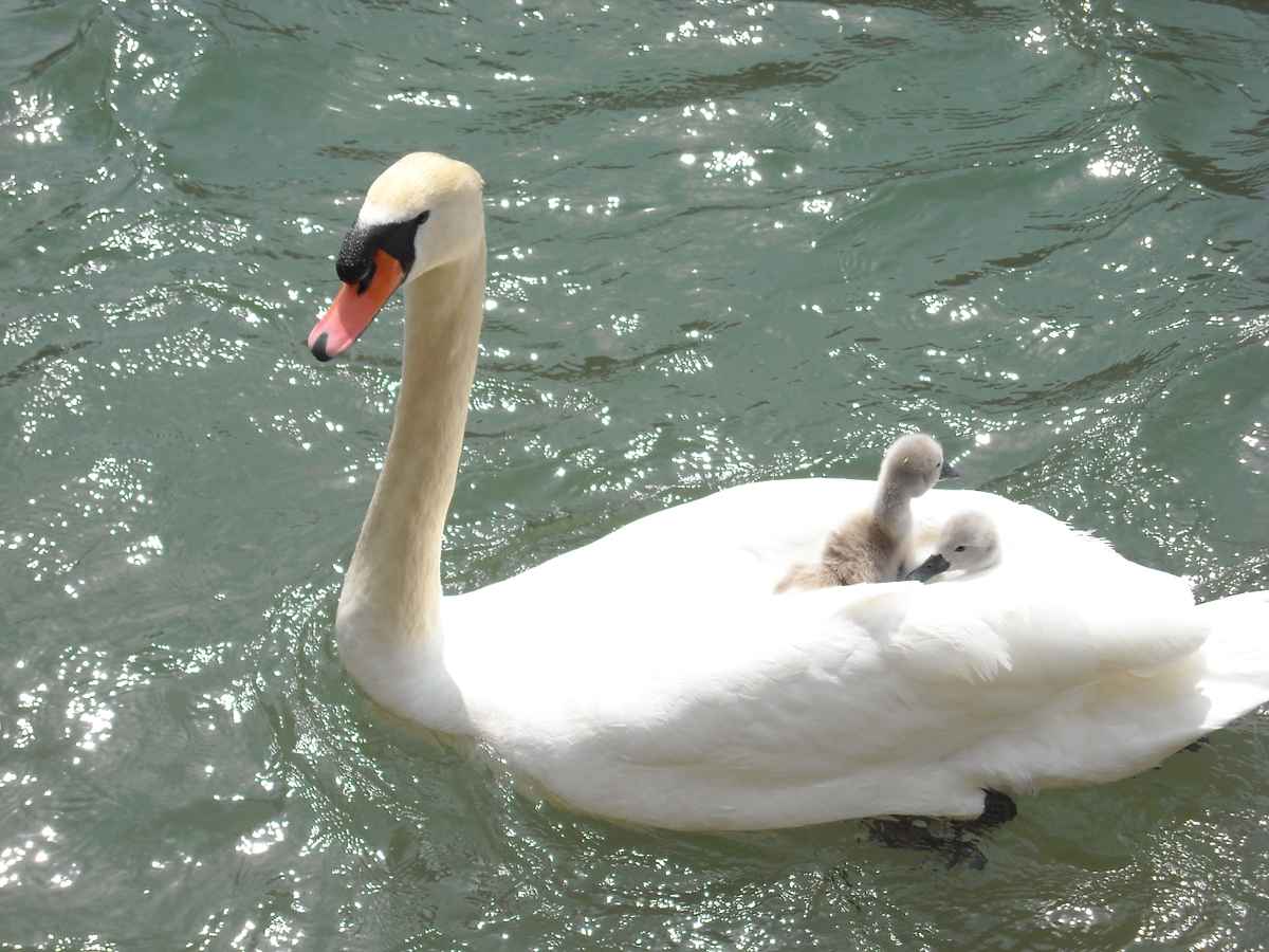 Schwan