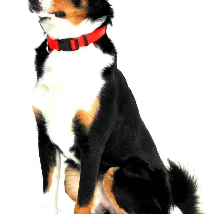 Appenzeller Rüde (Appenzeller Montain Dog)