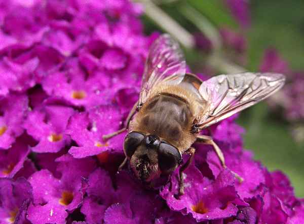 Mistbiene Schlammfliege