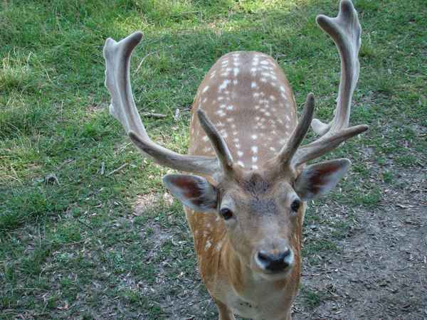 a Hirsch