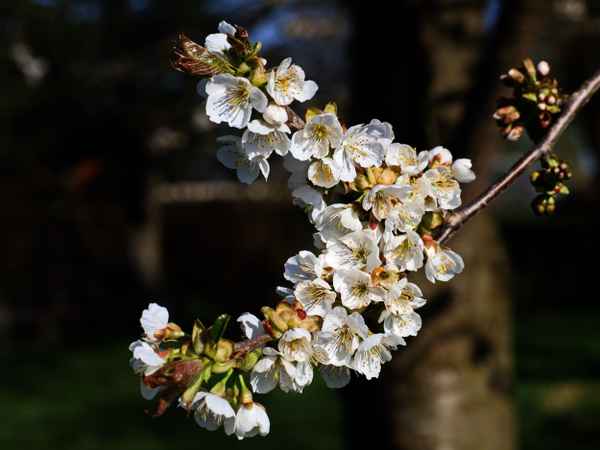 kirschenblüte
