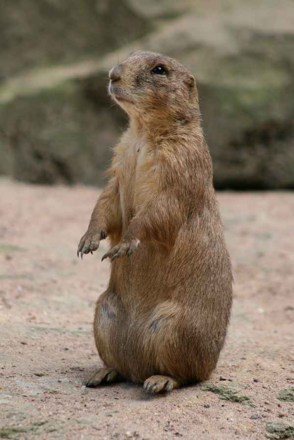 präriehund