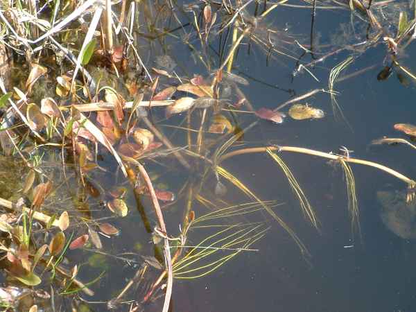 Wasserpflanzen
