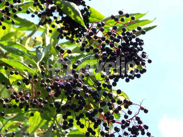 Holunderbeeren mit Spinnennetz