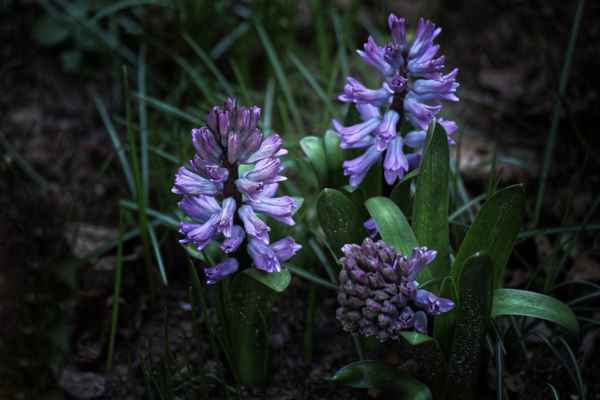 Blaue Hyazinthen