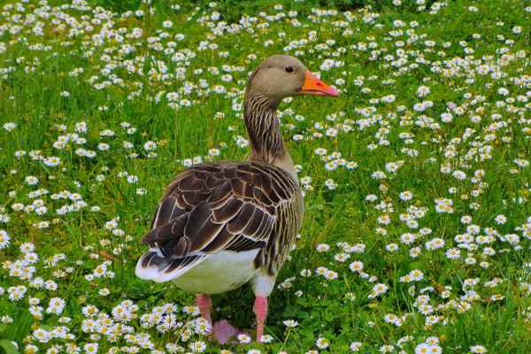 Graugans zwischen Gänseblümchen