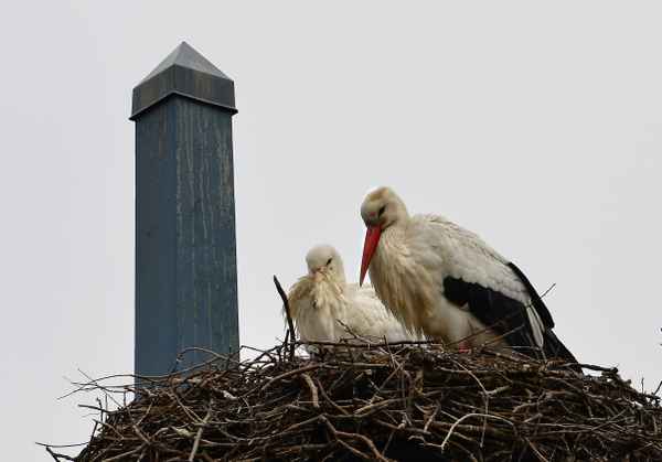 Storchenpaar im Nest