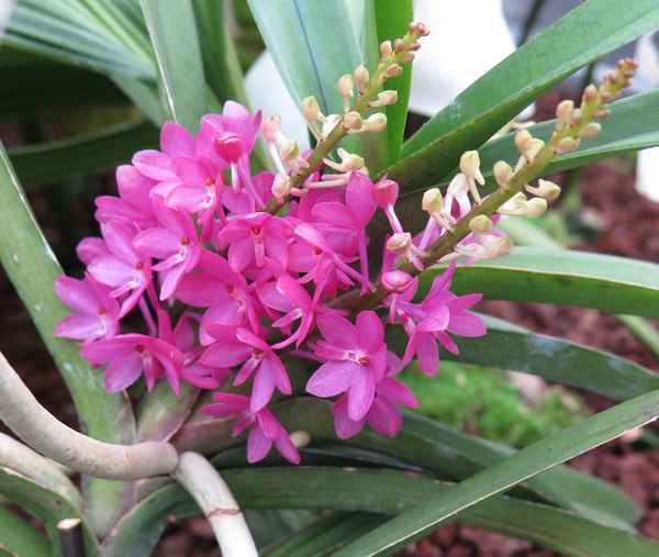Aus der Orchideen-Vielfalt