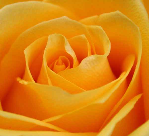 rose orange