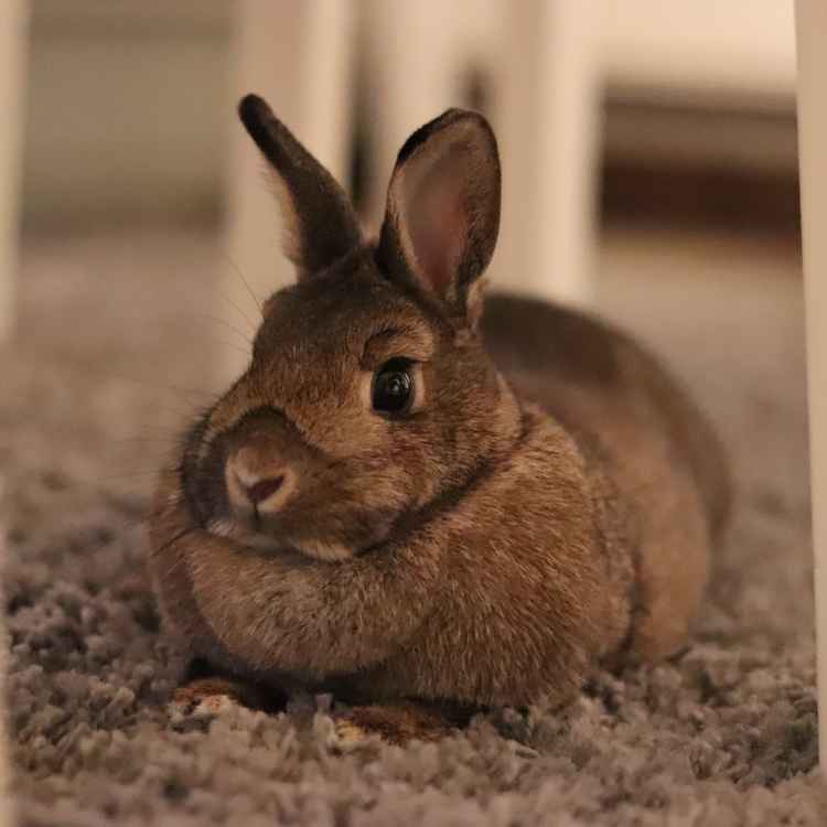 Kaninchen im Wohnzimmer