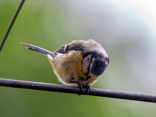 Blaumeise mit Sonnenblumenkern_2